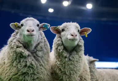 Two fluffy sheep with ear tags, looking directly at the camera.